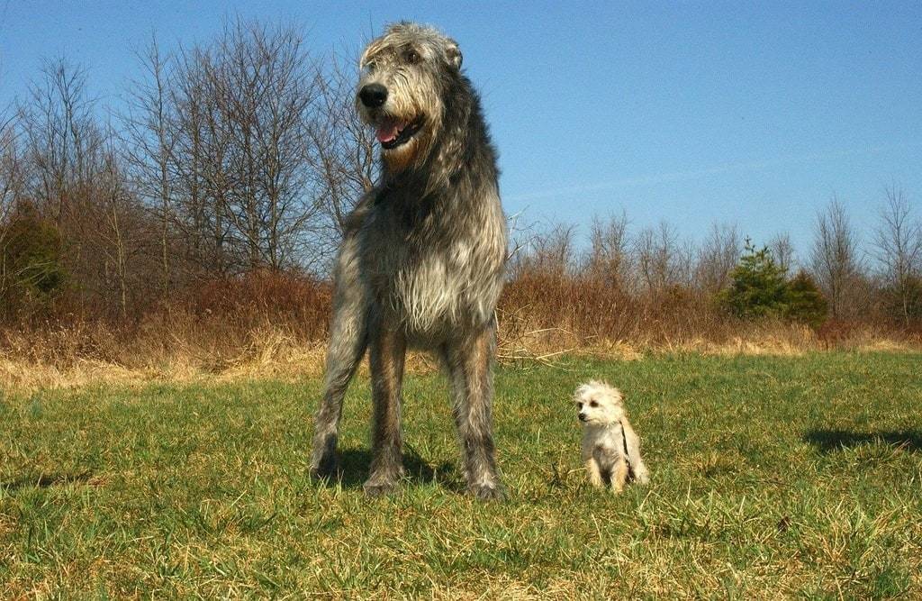 Les erreurs à ne pas faire lors des promenades avec son chien